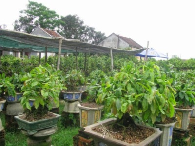 Thu lãi lớn từ trồng Mai Bonsai